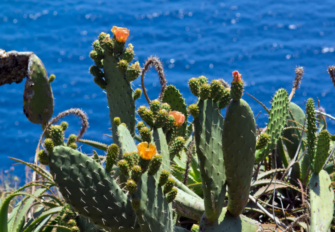 Cactus Blossom Milk Soap