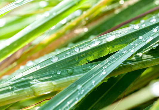 Lemongrass Milk Soap